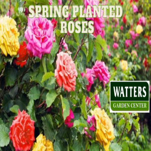 🌹When can Roses be Planted in Spring