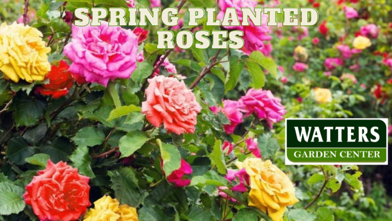 🎙️Welcome to Episode 25 – 15 of The Mountain Gardener Podcast with Ken and Lisa Lain!