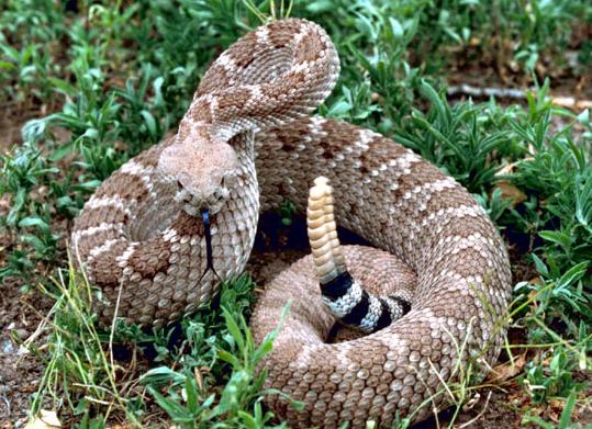 Stop Snakes in the Gardens that Grow