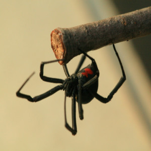 Garden pest to Watch for Indoors