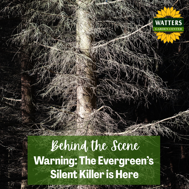 🪲 Behind the Scene Follower Bonus: Spider Mites - the Silent Killer is Here