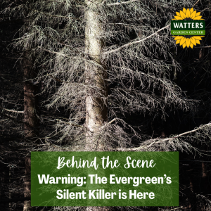 🪲 Behind the Scene Follower Bonus: Spider Mites - the Silent Killer is Here