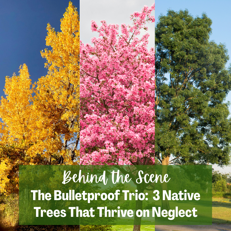 🌳 Follower Behind the Scene Bonus: Three Trees That Thrive on Neglect