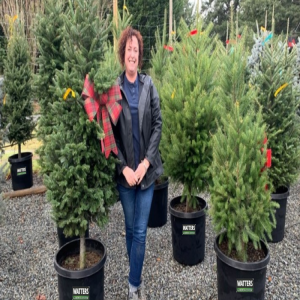 🌲Spruce Trees from Small to Tall🌲