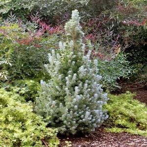 Evergreen Trees Best Planted in Autumn