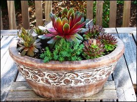 Hot Plants that Beat the Summer Heat