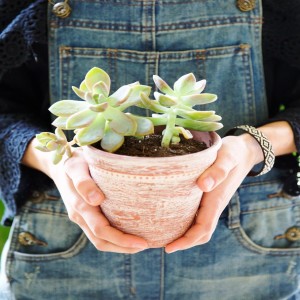 Growing Better Succulents Indoors