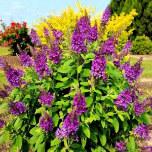 The Best of the Summer Blooming Shrubs in the Backyard