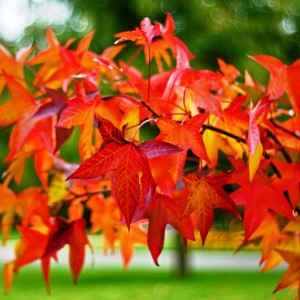 Best Color of Autumn and Why Fall is the Time to Plant Them