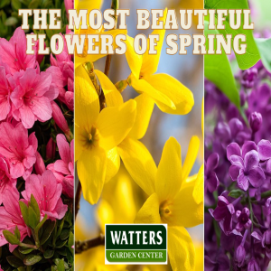 The Most Beautiful Plants of Spring