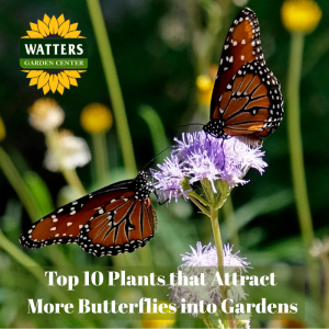 🦋 Top 10 Plants that Attract more Butterflies into Gardens