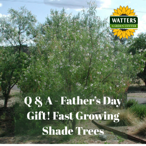 🌳 Q and A: Fast Growing Shade Trees Make a Great Father’s Day Gift