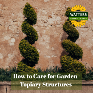 🌳 How to Care for Garden Topiary Structures
