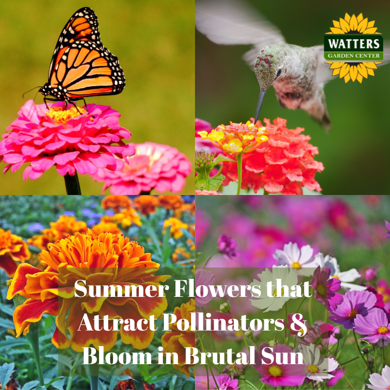 🐝 Summer Flowers that Bloom in Summer Sun & Attract Pollinators