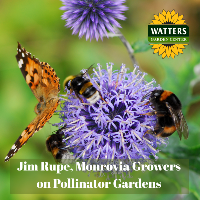 🐝 Jim Rupe, Monrovia Growers, on pollinator gardens