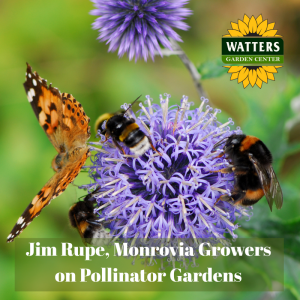 🐝 Jim Rupe, Monrovia Growers, on pollinator gardens
