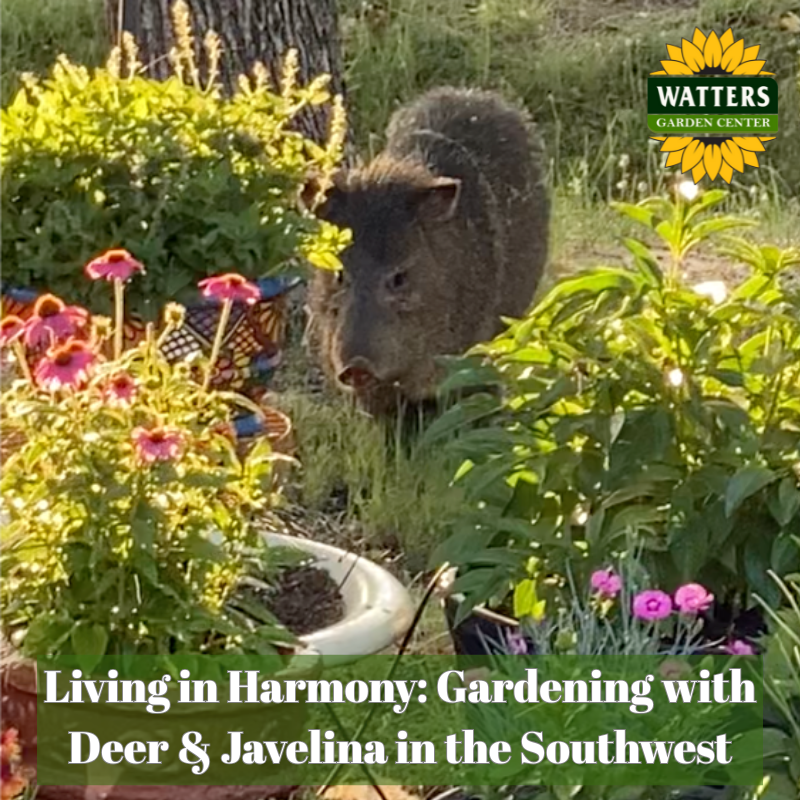 🦌 Living in Harmony: Gardening with Deer and Javelina in the Southwest