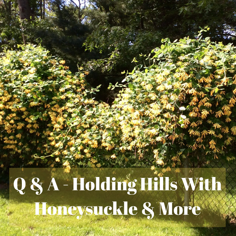 🌻Garden Q & A - Holding Hills With Honeysuckle and More