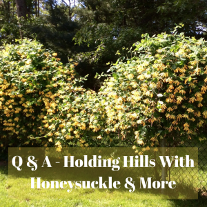🌻Garden Q & A - Holding Hills With Honeysuckle and More