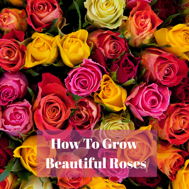 🌹How to Grow Healthy, Beautiful Roses