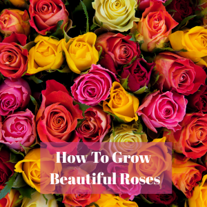 🌹How to Grow Healthy, Beautiful Roses