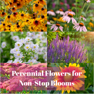 🌼Perennial Flowers for Non-Stop Blooms
