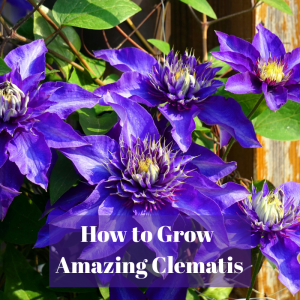 🌻How to Grow Spectacular, Colorful Clematis