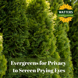 🌲Evergreens for Privacy to Screen Prying Eyes