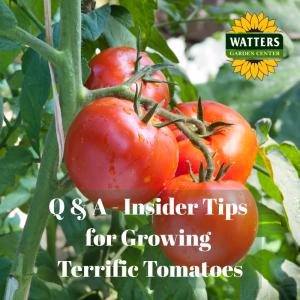 🍅Garden Q & A With Ken & Lisa Lain: Growing Terrific Tomatoes