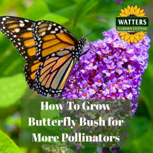 🪻How to Grow Butterfly Bush for more Pollinators