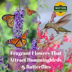 🦋Fragrant Flowers that Attract Hummingbirds and Butterflies