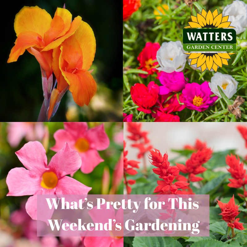 🌻What’s Pretty for This Weekend’s Gardening
