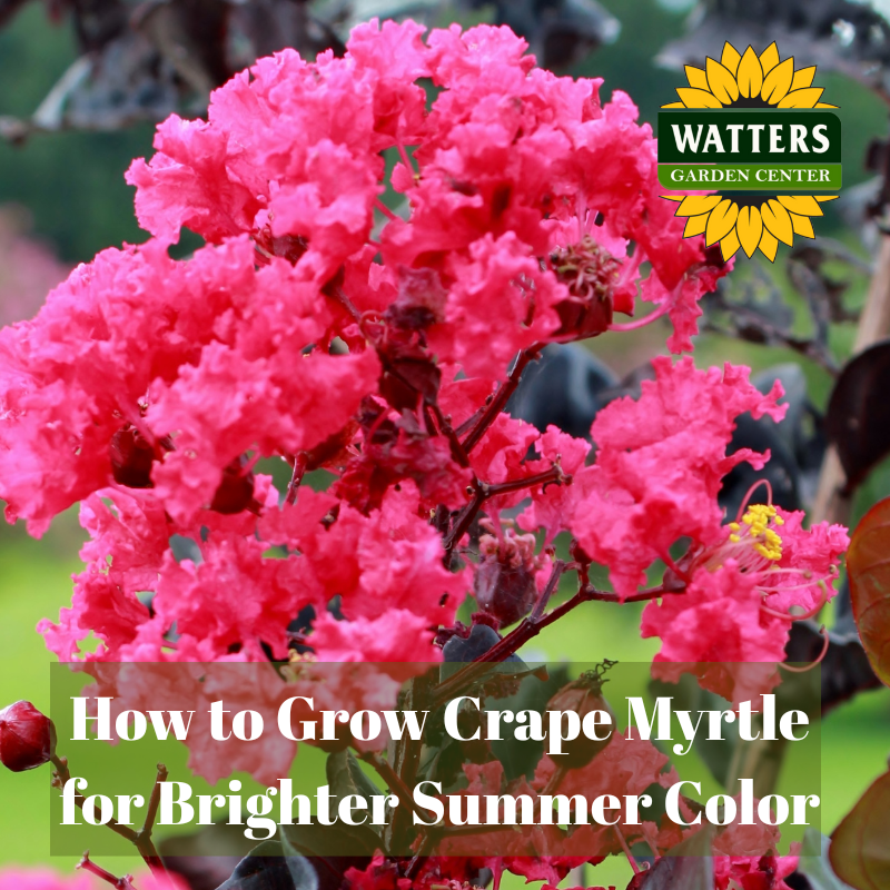 🌺How to Grow Crepe Myrtle and More for Bright Summer Color