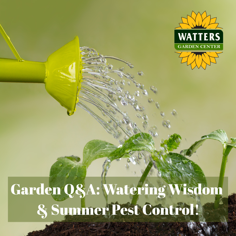 🍅Garden Q & A With Ken & Lisa Lain: Watering Wisdom and More!