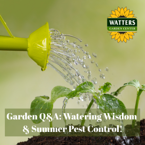 🍅Garden Q & A With Ken & Lisa Lain: Watering Wisdom and More!