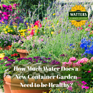 🪴How Much Water Does a New Container Garden Need to be Healthy?