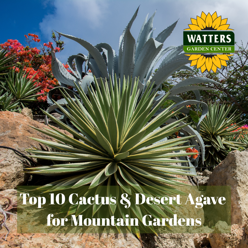 🌵Top 10 Cactus & Desert Agave for Mountain Gardens