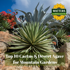 🌵Top 10 Cactus & Desert Agave for Mountain Gardens