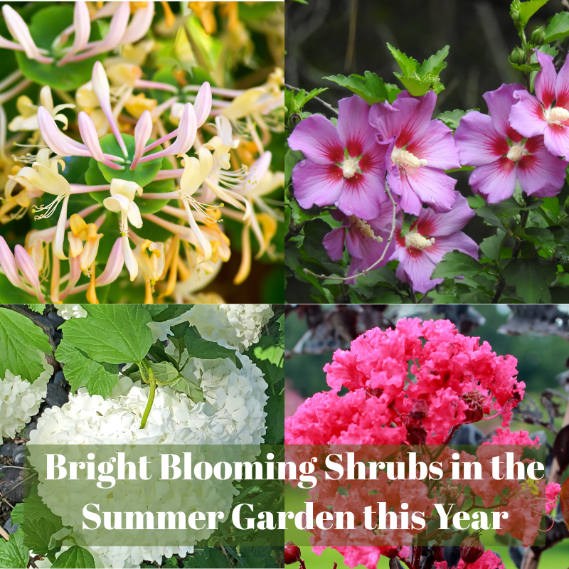 🌳 Bright Blooming Shrubs in the Summer Garden this Year
