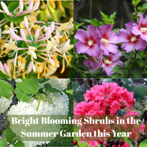 🌳 Bright Blooming Shrubs in the Summer Garden this Year