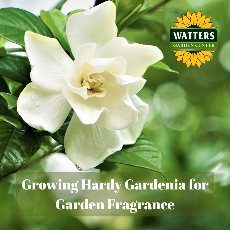 🌸 Growing Hardy Gardenia for Garden Fragrance