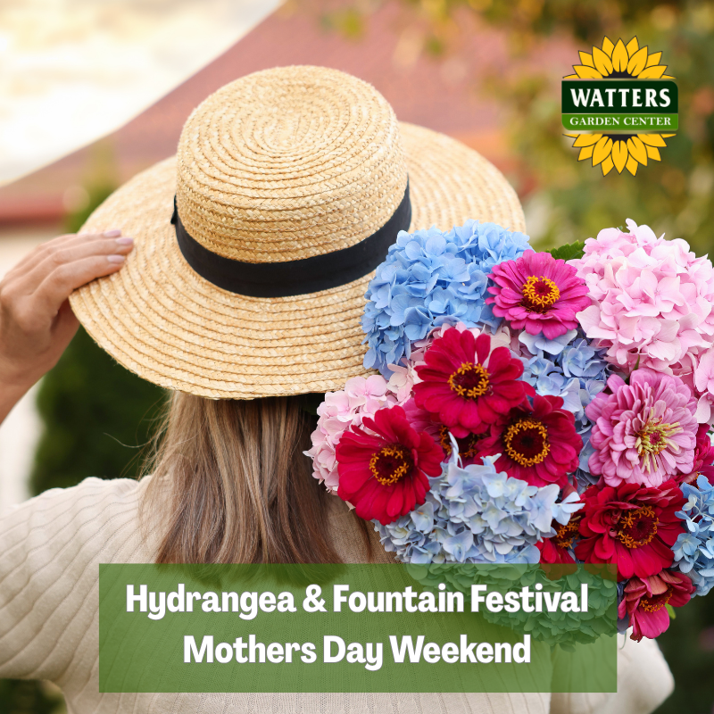 🧑‍🌾 Hydrangea and Fountain Festival – Mother’s Day Weekend