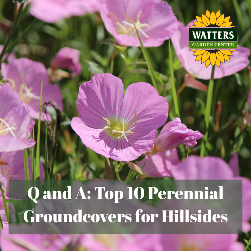🌸 Q and A: Top 10 Perennial Groundcovers for Hillsides