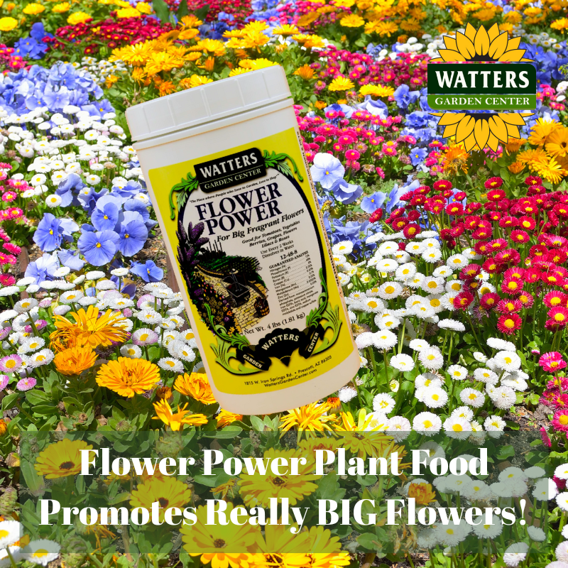 🌼 Flower Power Plant Food Promotes Really BIG Flowers