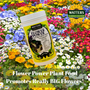 🌼 Flower Power Plant Food Promotes Really BIG Flowers