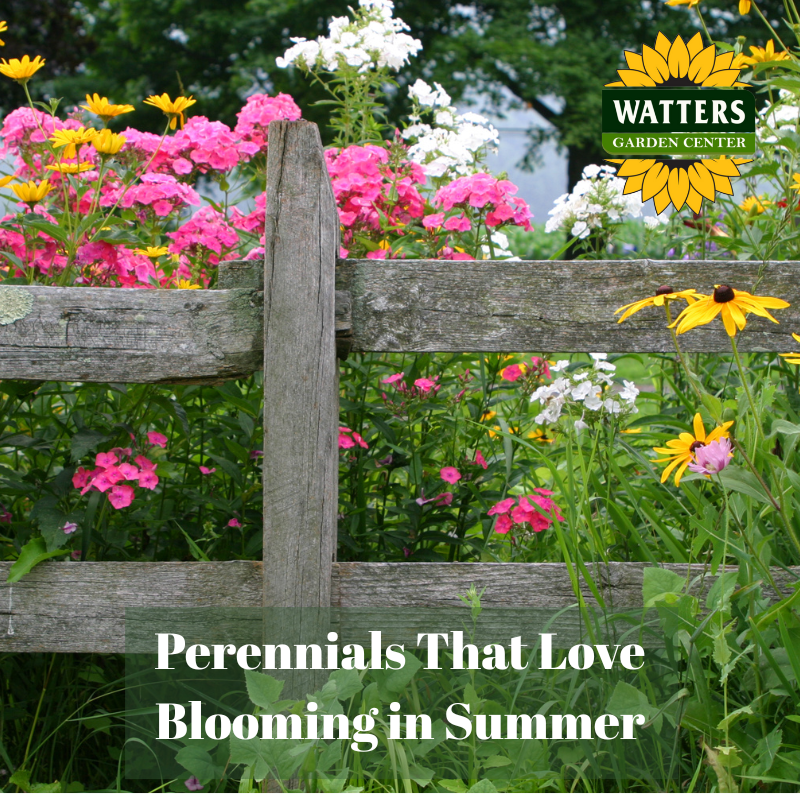 🌻 Perennials That Love Blooming in Summer