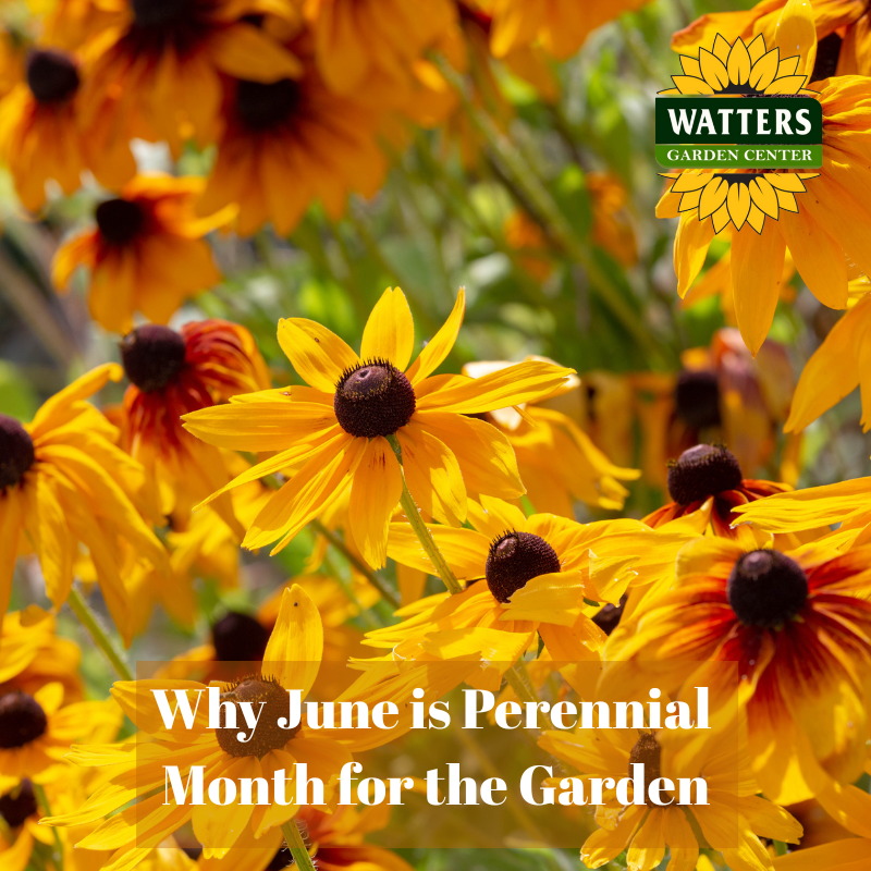 🌺 Why June is Perennial Month for the Garden