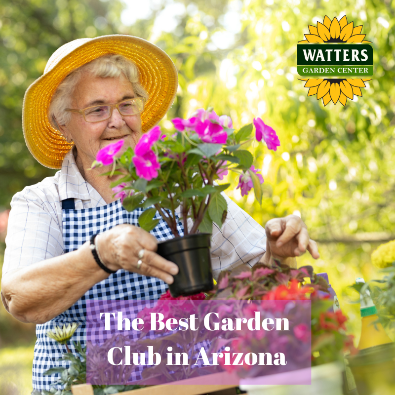 🌻 The Best Garden Club in Arizona