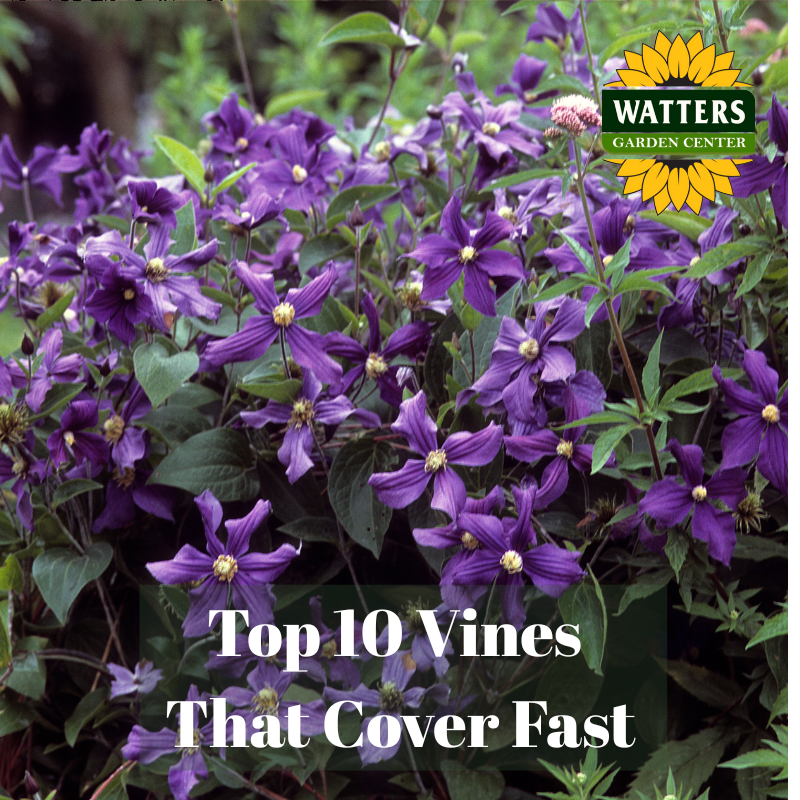 🪴 Top 10 Vines that Cover Fast