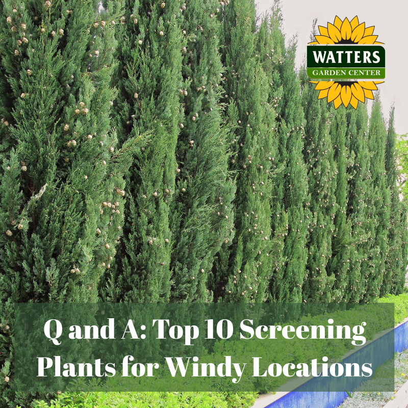 🌳 Q and A: Top 10 Screening Plants for Windy Locations